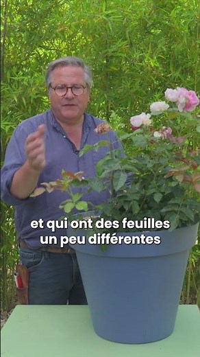 4 tips to save your rose bush from aphids and faded flowers 🌹 - Truffaut
