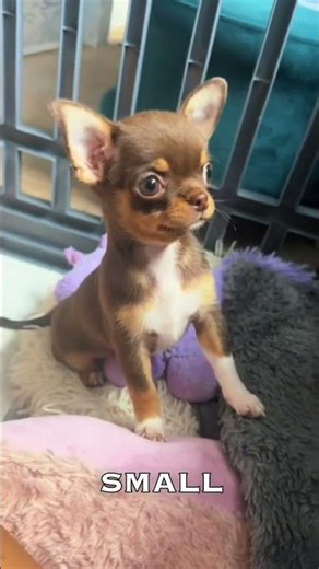 The TRUTH About Owning A Chihuahua... 🐶🔥#shorts #chihuahua #pets #dog #puppy #cuteanimals #facts