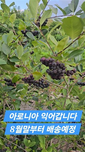 아로니아농장 8월말부터 배송시작합니다 #아로니아 #오성섭교수