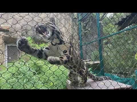 August 4 - Clouded Leopards