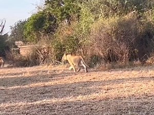 9.2K views · 80 reactions | lioness hunting warthog separate to their family | AN life | Facebook