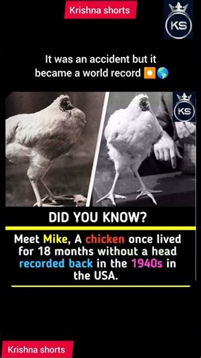 A headless chicken made world record ⏺️🌎