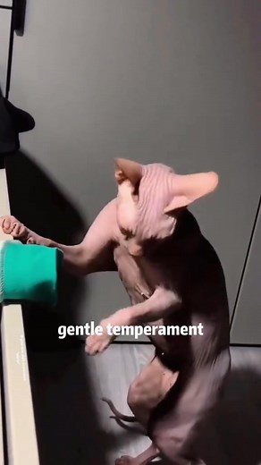 55K views · 2.1K reactions | What kind of cat do you like best?#Science #cat #animals #usa | Kevin Science America | Facebook