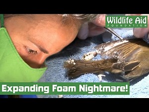 Robin ENCASED in EXPANDING FOAM!