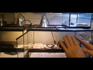 Garter Snake Do's and Don'ts