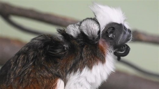 784 reactions · 51 shares | New crew at the Zoo! Look closely and you'll see two tiny cotton-top tamarin twins clinging to mum's back. These little ones arrived a few weeks ago—and we're already smitten. Get to know the new family ➤ zoonewengland.org/zoo-news/2025/september/cotton-top-tamarin-twins-born-at-stone-zoo/ | Stone Zoo | Facebook