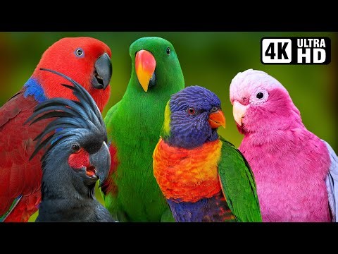 THE MAGICAL PARROTS OF AUSTRALIA 🦜 PEACEFUL CHIRPING & NATURE SOUNDS FOR MIND CALMING 🕊️ RELAXATION🌿