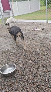 The two big puppies that were unsocialized and hiding in the back of the crate are really coming out of their shell. Actually wanting attention now. | Rainbow Animal Rescue of North Carolina