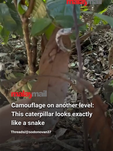 A foreign netizen shared this jaw-dropping clip of what appears to be a snake, but it’s actually a sphinx hawk moth caterpillar (Hemeroplanes triptolemus). This species uses snake-like camouflage, inflating its head and revealing eyespots to scare off predators. It can be found in the Peruvian Amazon. #malaymail #caterpillar #snakeorcaterpillar
