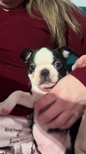 Kenny thinks belly rubs are great. #boston #bostonterrier #bostonterriersoftiktok #puppy #bostonterrierpuppy