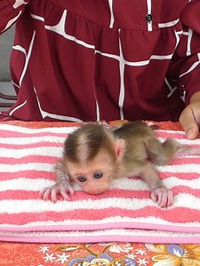 71K views · 1.9K reactions | Baby Monkey Bom's Family | Mr Bon | Facebook