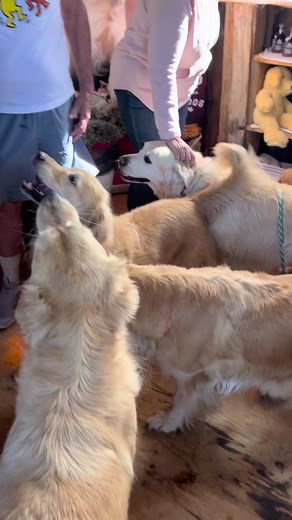 Our Golden Retriever Experience was a blast today!!! ❤️