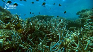 Staghorn survivors: the world's most successful coral? | Natural History Museum