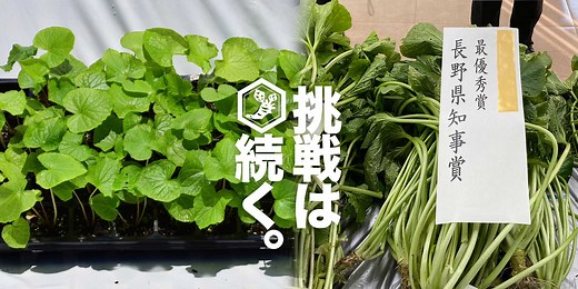 わさびの育て方 - 安曇野黒岩わさび園