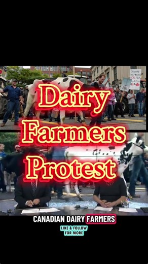 Canada Protest: Dairy farmers taking trade protest to Parliament Hill with cows, tractors in tow. #canada_life🇨🇦 #canadian #farmer #toronto #vancouver