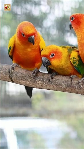 Sun Conure Sounds 🧡 (At Floating Market)