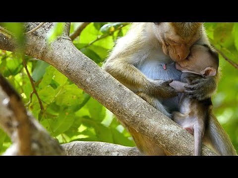 An Alpha Female Kidnaps Son of Lower Status Macaque