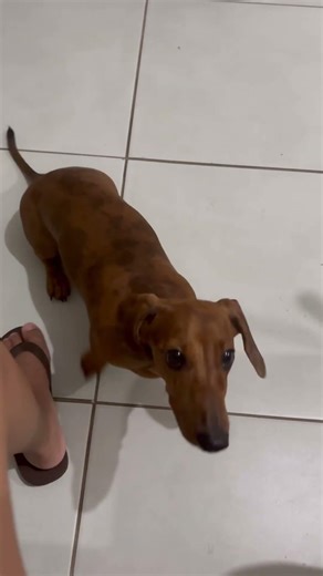 ensinando os comandos básicos para o beraldinho mini dachshund 😂