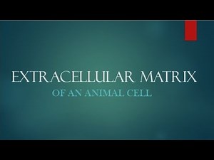 Extracellular Matrix || Animal cell
