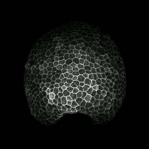 Brachiopod embryo during gastrulation (3D view)