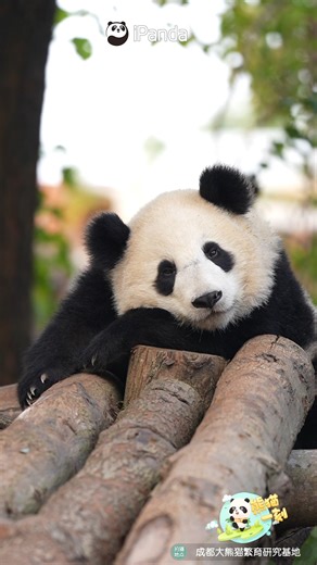 With its sweet, gentle smile, the panda baby is here to brighten your day. 🐼 🐼 🐼 #smile #sweet #panda #HiPanda #ChengduPandaBase #PandaFun #PandaMoment #HowGiantPandasGrowUp For more panda information, please check out: https://en.ipanda.com | iPanda