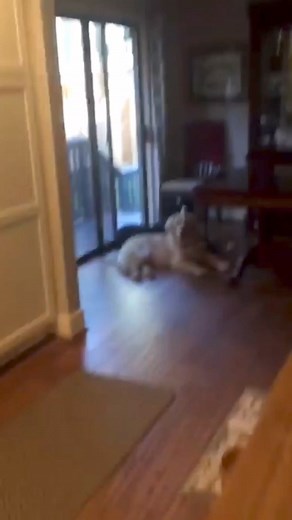 1.4M views · 10K reactions | These dogs got excited because... ❤️ #ExcitedDogs #HappyPups #DogJoy #PuppyLove #CanineExcitement #DogAdventure #FurryFriends #DoggieDelight #PetHappiness #DogMoments | Brandon Parker | Facebook