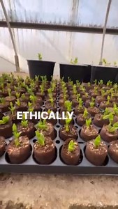 Meet Kanna — The Heart-Opening Plant from South Africa Kanna (Sceletium tortuosum) is a legal, non-addictive succulent traditionally used to support mood, stress relief, focus, connection, and sleep. Known as a natural heart opener, it gently helps you feel more present, calm, and emotionally connected. At Kanna Extract Co., they specialize in high-potency, lab-tested Kanna extracts crafted with excellence from start to finish: •Sustainably cultivated in South Africa •In partnership with indigen