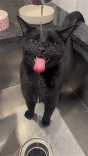 Cats That Can't Stop Blep: A TikTok Compilation