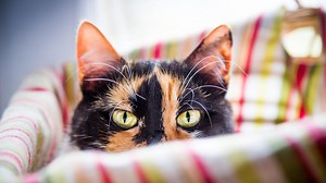 'Tortitude': Why Tortoiseshell and Calico-Patterned Cats Tend to Be Extra Feisty
