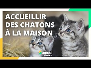Accueillir des chatons à la maison - Samedi à tout prix