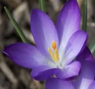Saffron
