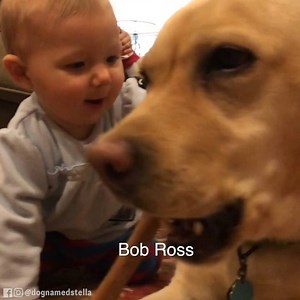 2.2K views · 306 reactions | The bald puppy has hit a new level of...