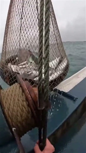 #OceanClips #DeepOcean #DangerousSea #MarineLife