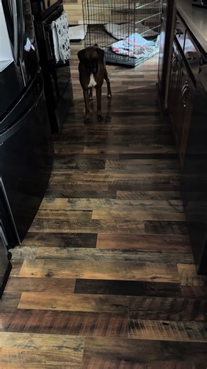 Understanding Boxer Dog Care for Pet Lovers