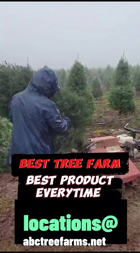 🎄 Looking for the perfect Christmas tree? Look no further! At ABC Tree Farms, we've got you covered with premium trees that are shaken and clean, guaranteed to be free from those pesky excess needles! 🌟From tall and majestic to perfectly petite, our trees are hand-selected for their quality and freshness, ready to bring joy to your home this holiday season. So create unforgettable memories with your loved ones around a stunning tree from ABC Tree Farms. Say goodbye to the hassle of cleaning up