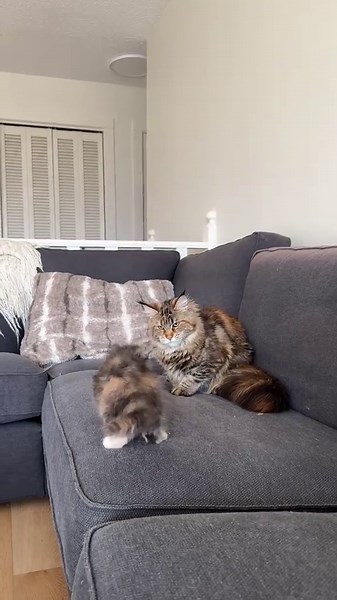 All Mabel wants is her love 🥺 | mabel