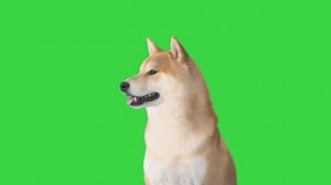 Red Shiba Inu Puppy Walking Away on a Green Screen, Chroma Key.