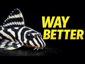 10 Plecos That Stay Small (Stop Buying Commons)