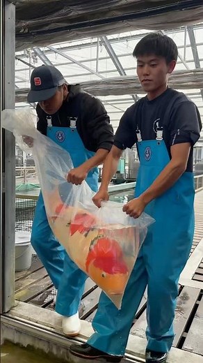 The Best Fish Industry in Japan 😍