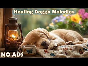 12 Hours Dog Sleep Music 🐶 Dog Calming Music 🎵 No Ads Soft Audio For Calm And Steady Behavior