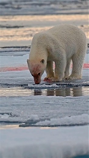 Polar Bears & The High Arctic | Where Survival Defines Life | Wild Wonders Expeditions
