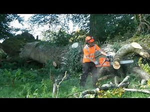 Wind blown Tree & Root ball removal