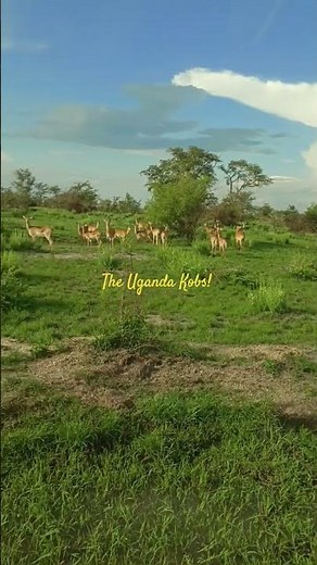 The Uganda Kobs!# wild #wildlife