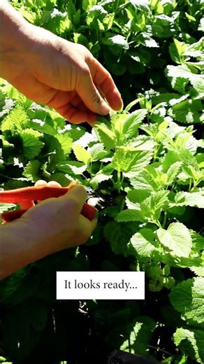 Most People Harvest Lemon Balm Too Early