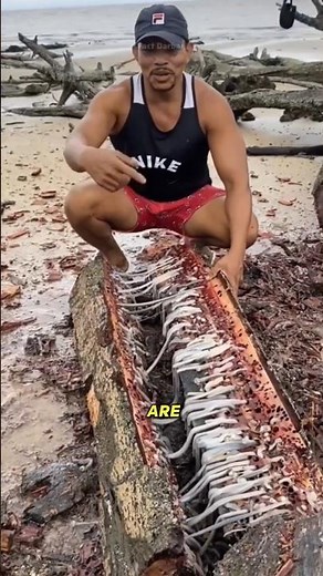 Shipworm: The Wood-Borer from the Riverbed