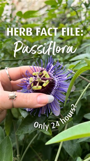 A.Vogel UK ROI on Instagram: "It’s surprising where you can spot Passion flower here in the UK 🔎🇬🇧 Maybe you’ve seen it in a park, or a garden, or even in public flower boxes? 🌳 👉👁️⏳ Keep your eye out for it, for it is a beautiful flower that only blooms for about 24 hours before it fades and dies and another one pops open somewhere else in the vine. It is growing more and more popular around the world, especially in Europe and the US for its calming properties. We love growing this beauti