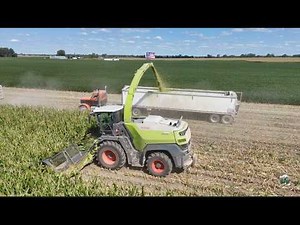 Chopping Corn Silage at MVP Dairy near Celina Ohio