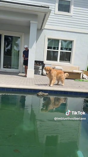 We’re safe from gators… I think? #dogsoftiktok #husky #goldenretriever #huskies #dogs