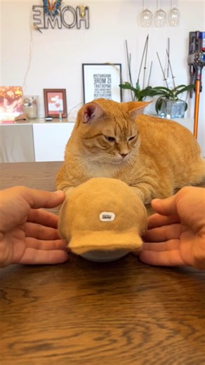 cute cap made for kitten 🐾 #shorts #ytshorts