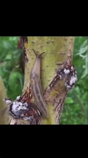 1MinScrolls on Instagram: "The post features a 15-second video of a person scraping ice off a Tesla's flush door handle with a red tool during freezing weather, humorously contrasting it with traditional cars via the caption "Tesla VS ice," which garnered over 950,000 views and 2,800 likes in under 12 hours. This highlights a recurring winter challenge for Tesla owners due to retractable handles that can freeze shut from ice buildup in hinge points, as documented in Tesla's owner manuals and for